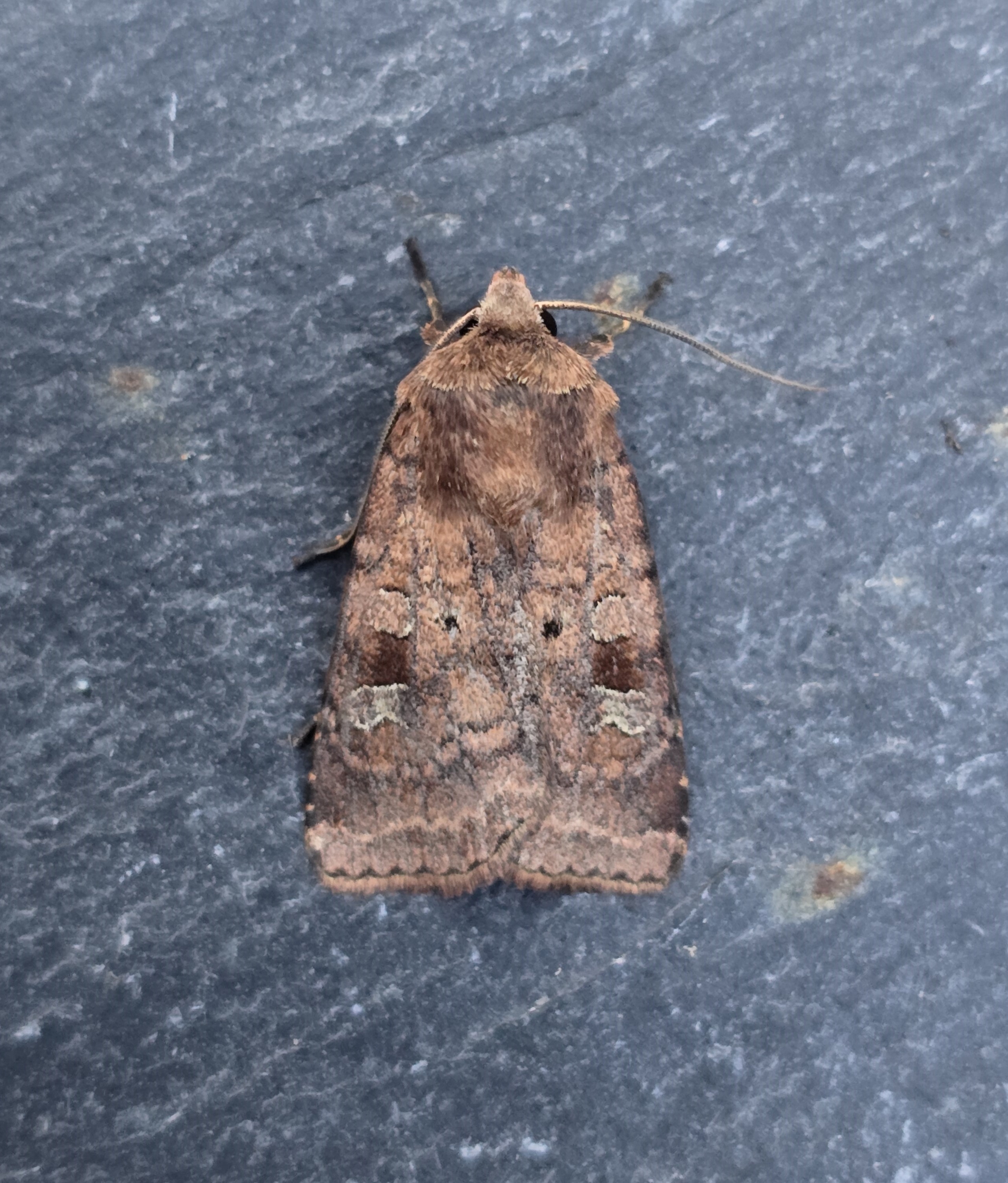 Photo of Small Square-spot (Diarsia rubi)